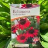 Echinacea 'Sunseekers Red' 3Ltr Pot 2 Echinacea 'Sunseekers Red' 3Ltr Pot -Cheap Shrub And Spray Store 5050704640403 801b3b7a af0c 46ee b023 91fb8305ab79