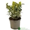 Euonymus Japonicus 'Bravo' 3Ltr Pot -Cheap Shrub And Spray Store 5050704640649