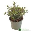 Coprosma 'Fireburst' 3Ltr Pot -Cheap Shrub And Spray Store 5050704641356 3416d161 1c98 4e67 abed 106d55d30689