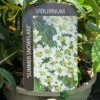 Viburnum 'Summer Snowflake' 3Ltr Pot 1 Viburnum 'Summer Snowflake' 3Ltr Pot -Cheap Shrub And Spray Store 5055028606586