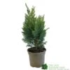 Chamaecyparis Lawsonia 'Columnaris Glauca' Conifer 3Ltr Pot 2 Chamaecyparis Lawsonia 'Columnaris Glauca' Conifer 3Ltr Pot -Cheap Shrub And Spray Store 5055028608573