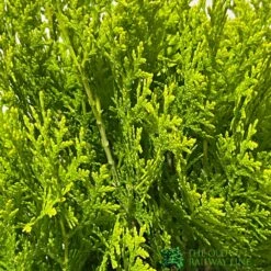 Platycladus Orientalis 'Aurea Nana' Conifer 3Ltr Pot -Cheap Shrub And Spray Store 5055028611450 2