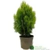 Platycladus Orientalis 'Aurea Nana' Conifer 3Ltr Pot -Cheap Shrub And Spray Store 5055028611450 39840ba5 80e2 4a2b bcc9 794210773027