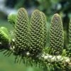 Abies Koreana Korean Fir Tree 7.5Ltr Pot -Cheap Shrub And Spray Store 5055028611719 714fc262 8522 42c9 8e56 6180b846159f