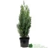 Chamaecyparis Lawsoniana 'White Spot' Conifer 3Ltr Pot 1 Chamaecyparis Lawsoniana 'White Spot' Conifer 3Ltr Pot -Cheap Shrub And Spray Store 5055028612464 89e1d63b 3abc 4430 b905 9ff33733196f