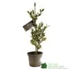 Ilex Aquifolium 'Ferox Argentea' Silver Hedgehog Holly 3Ltr Pot -Cheap Shrub And Spray Store 5055028616660