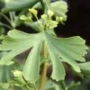 Ginkgo Biloba Maidenhair Tree 10Ltr Pot -Cheap Shrub And Spray Store 5055028630499 ade86239 5143 4316 b6c2 c20fa427ed81