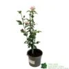 Hibiscus 'Lady Stanley' 3Ltr Pot 1 Hibiscus 'Lady Stanley' 3Ltr Pot -Cheap Shrub And Spray Store 5055028635029
