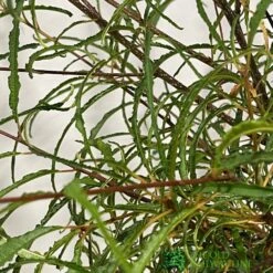 Cheap Shrub And Spray Store -Cheap Shrub And Spray Store 5055028639775 2