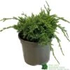 Juniper 'Holger' 3Ltr Pot -Cheap Shrub And Spray Store 5055028641969