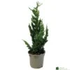 Chamaecyparis Lawsoniana 'Wisselii' 3Ltr Pot -Cheap Shrub And Spray Store 5055028643017