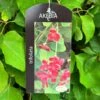 Akebia 'Tifoliata' Chocolate Vine 3Ltr Pot -Cheap Shrub And Spray Store 5055028643710