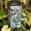 Hedera Dentata 'Variegata' Climber 3Ltr Pot -Cheap Shrub And Spray Store 5055028647817