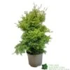 Conifer 'Squarrosa Sulphurea' Chamaecyparis Cypress 3Ltr Pot -Cheap Shrub And Spray Store 5055028657762