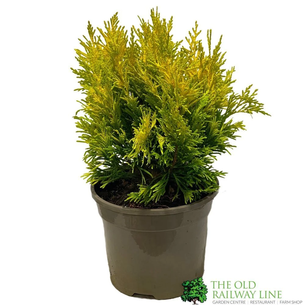 Thuja Plicata 'Goldy' Conifer 3Ltr Pot 3 Thuja Plicata 'Goldy' Conifer 3Ltr Pot