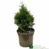 Thuja Occidentalis 'Smaragd' White Cedar Conifer 3Ltr Pot -Cheap Shrub And Spray Store 5055028659421 b637aabe aaf6 4e58 93af 92308458436e