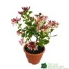 Lonicera Periclymenum 'Strawberries & Cream' Honeysuckle 3 Ltr Pots -Cheap Shrub And Spray Store 5055028659568