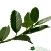 Ilex X Koehneana 'Chestnut Leaf' Holly 2m Tall -Cheap Shrub And Spray Store 5055028663077
