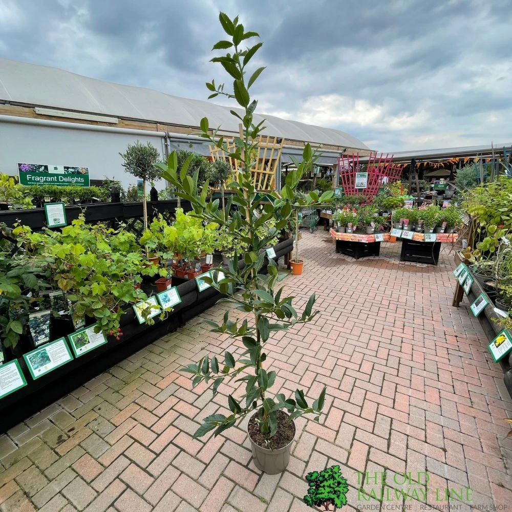 Ilex X Koehneana 'Chestnut Leaf' Holly 2m Tall 4 Ilex X Koehneana 'Chestnut Leaf' Holly 2m Tall - Image 2