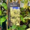 Fallopia 'Baldschuanica' Russian Vine Climber 3Ltr Pot -Cheap Shrub And Spray Store 5055028663237