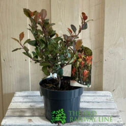 Photinia X Fraseri 'Little Red Robin' 3Ltr Pot (NL) 7 Photinia X Fraseri 'Little Red Robin' 3Ltr Pot (NL) -Cheap Shrub And Spray Store 5055286310355 2