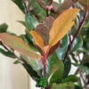 Photinia X Fraseri 'Little Red Robin' 3Ltr Pot (NL) -Cheap Shrub And Spray Store 5055286310355 3