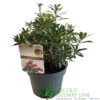 Pieris 'Polar Passion' 3Ltr Pot (NL) -Cheap Shrub And Spray Store 5055286310560