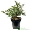 Eucalyptus Gunni 5Ltr Pot -Cheap Shrub And Spray Store 5056461024333