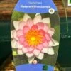 Water Lily Nymphaea Madame Wilfron Gonnere Pond Plant 3Ltr Pot -Cheap Shrub And Spray Store 755598910261