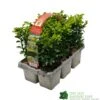 Buxus Sempervirens 6 Pack Of Plants -Cheap Shrub And Spray Store 8712044907956