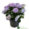 Hydrangea Macrophylla 'Mophead Blue' 5Ltr Pot 1 Hydrangea Macrophylla 'Mophead Blue' 5Ltr Pot -Cheap Shrub And Spray Store 8717432165819