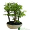 Bonsai 'Metasequoia' 15cm Round Pot 2 Bonsai 'Metasequoia' 15cm Round Pot -Cheap Shrub And Spray Store 8717432989422
