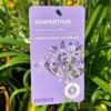 Agapanthus 'Summer Love Blue' 2Ltr Pot -Cheap Shrub And Spray Store 8718838011465
