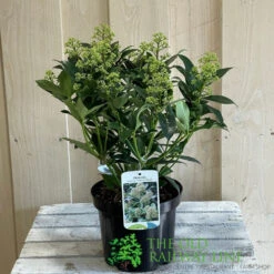 Skimmia Japonica 'Fragrant Cloud' 2Ltr Pot (NL) -Cheap Shrub And Spray Store 8718985102719 2