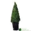Buxus Cone Topiary Plant 7.5Ltr Pot (NL) 1 Buxus Cone Topiary Plant 7.5Ltr Pot (NL) -Cheap Shrub And Spray Store 8718985492360
