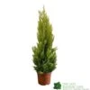 Cupressus Goldcrest 'Wilma' Pyramid 23cm Pot (NL) 2 Cupressus Goldcrest 'Wilma' Pyramid 23cm Pot (NL) -Cheap Shrub And Spray Store 8718985830919 dddf7b2d 8ab5 4fb4 b8dc da67bfd9d59a