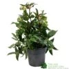 Helleborus ? Sahinii 'Winterbells' Hellebore 3Ltr Pot -Cheap Shrub And Spray Store 8719323105270