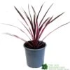 Cordyline Australis 'Pink Passion' 2Ltr Pot -Cheap Shrub And Spray Store 8719323141193