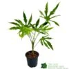 Fatsia Polycarpa 'Green Fingers' 2Ltr Pot 2 Fatsia Polycarpa 'Green Fingers' 2Ltr Pot -Cheap Shrub And Spray Store 8719323730861