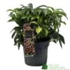 Hellebore 'Dacaya' Helleborus Plant 3Ltr Pot -Cheap Shrub And Spray Store 8719323773011