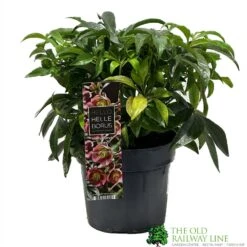 Hellebore 'Dacaya' Helleborus Plant 3Ltr Pot 5 Hellebore 'Dacaya' Helleborus Plant 3Ltr Pot -Cheap Shrub And Spray Store 8719323773011 2