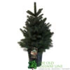 Picea 'Super Blue' 7.5Ltr Pot (NL) 1 Picea 'Super Blue' 7.5Ltr Pot (NL) -Cheap Shrub And Spray Store 8719562228259