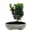 Bonsai Tree 'Chamaecyparis' Outdoor Bonsai 20cm Pot 2 Bonsai Tree 'Chamaecyparis' Outdoor Bonsai 20cm Pot -Cheap Shrub And Spray Store 8719562861814