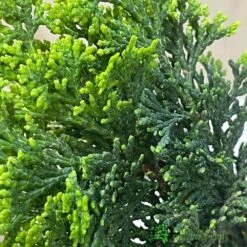 Bonsai Tree 'Chamaecyparis' Outdoor Bonsai 20cm Pot -Cheap Shrub And Spray Store 8719562861814 3