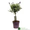 Lavandula 'Anouk' Lavender Tree 15cm Pot 1 Lavandula 'Anouk' Lavender Tree 15cm Pot -Cheap Shrub And Spray Store 8720496288905